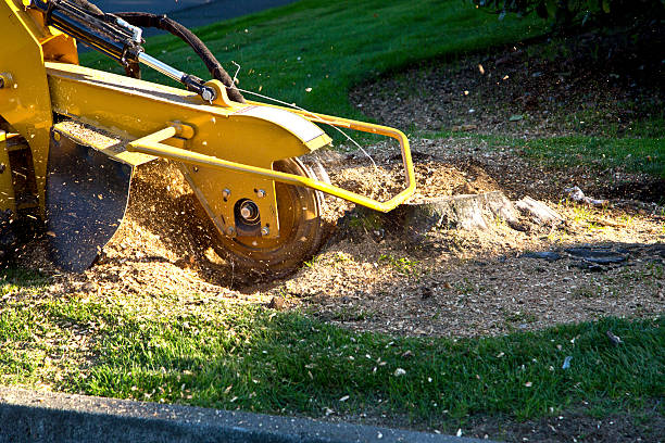 Tree Branch Trimming in Standish, MI